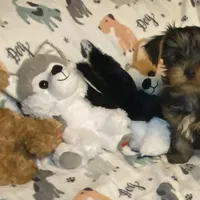 Olivia Y # 1, a male Yorkshire Terrier for sale in Seminole, OK – Photo 4 of 9