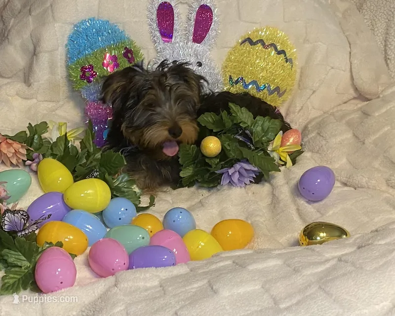 Olivia Y # 1, a male Yorkshire Terrier for sale in Seminole, OK – Photo 1 of 9