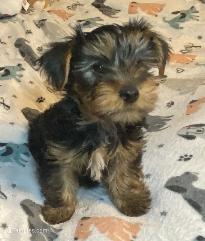 Olivia Y # 1 – Yorkshire Terrier puppy for sale in Seminole, OK