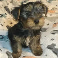 Olivia Y # 1, a male Yorkshire Terrier for sale in Seminole, OK – Photo 5 of 9