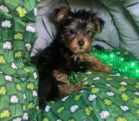 Olivia Y # 1, a male Yorkshire Terrier for sale in Seminole, OK – Photo 7 of 9