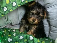 Olivia Y # 1, a male Yorkshire Terrier for sale in Seminole, OK – Photo 6 of 9