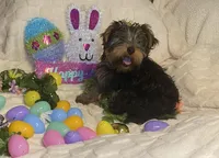 Olivia Y # 1, a male Yorkshire Terrier for sale in Seminole, OK – Photo 2 of 9