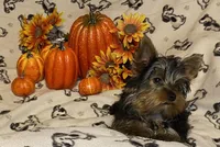 Olivia Y # 1, a male Yorkshire Terrier for sale in Seminole, OK – Photo 8 of 9