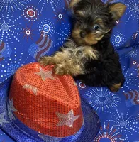 Victoria, a female Yorkshire Terrier for sale in Seminole, OK – Photo 6 of 6