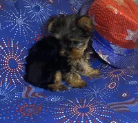 Victoria, a female Yorkshire Terrier for sale in Seminole, OK – Photo 4 of 6