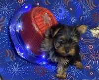 Victoria, a female Yorkshire Terrier for sale in Seminole, OK – Photo 3 of 6