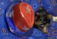 Victoria, a female Yorkshire Terrier for sale in Seminole, OK – Photo 5 of 6
