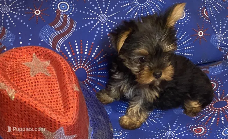 Victoria, a female Yorkshire Terrier for sale in Seminole, OK – Photo 1 of 6