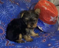 Victoria, a female Yorkshire Terrier for sale in Seminole, OK – Photo 2 of 6