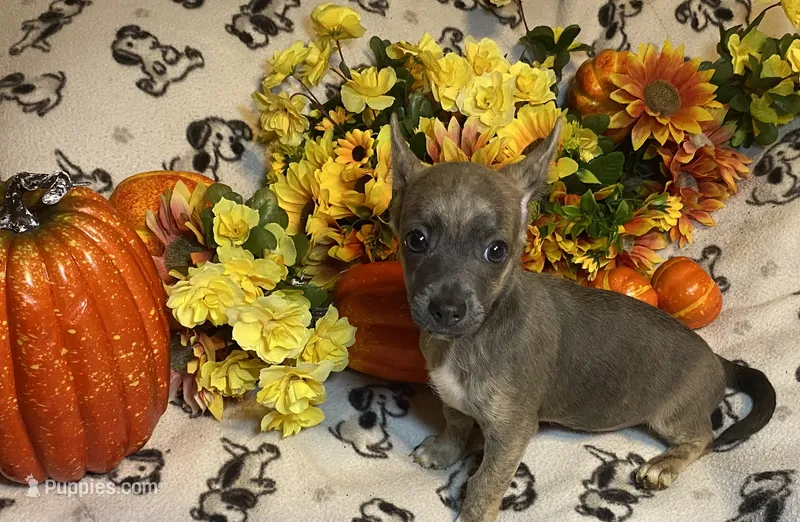 Alexei. Lydia. #2 – Chihuahua puppy for sale in Seminole, OK