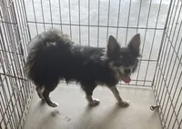 Olivia C.    # 1, a male Chihuahua for sale in Seminole, OK – 2 of 10