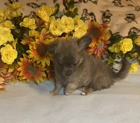 Benson ( Olivia C. # 2 ), a male Chihuahua for sale in Seminole, OK – 3 of 6