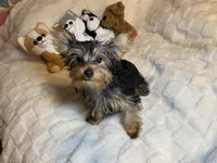 Penny, Sue. #1, a male Yorkshire Terrier for sale in Seminole, OK – Photo 8 of 8