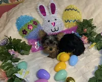 Penny, Sue. #1, a male Yorkshire Terrier for sale in Seminole, OK – Photo 3 of 8