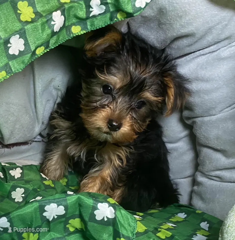 Penny, Sue. #1, a male Yorkshire Terrier for sale in Seminole, OK – Photo 1 of 3