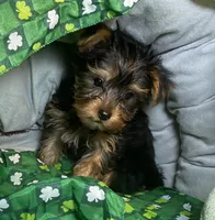 Penny, Sue. #1, a male Yorkshire Terrier for sale in Seminole, OK – Photo 1 of 3