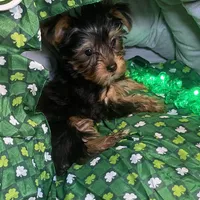 Penny, Sue. #1, a male Yorkshire Terrier for sale in Seminole, OK – Photo 5 of 8
