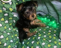 Penny, Sue. #1, a male Yorkshire Terrier for sale in Seminole, OK – Photo 2 of 3