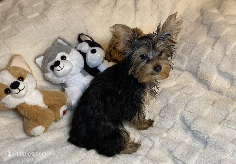 Penny, Sue. #1 – Yorkshire Terrier puppy for sale in Seminole, OK