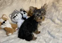 Penny, Sue. #1, a male Yorkshire Terrier for sale in Seminole, OK – Photo 1 of 8