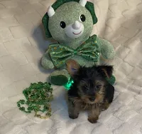 Penny, Sue. #1, a male Yorkshire Terrier for sale in Seminole, OK – Photo 4 of 8