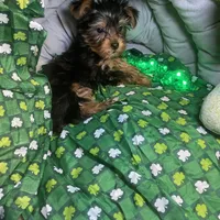 Penny, Sue. #1, a male Yorkshire Terrier for sale in Seminole, OK – Photo 6 of 8