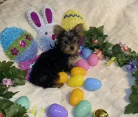 Penny, Sue. #1, a male Yorkshire Terrier for sale in Seminole, OK – Photo 2 of 8
