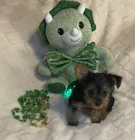 Penny, Sue. #1, a male Yorkshire Terrier for sale in Seminole, OK – Photo 7 of 8