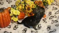 Alfred  Lydia #1, a male Chihuahua for sale in Seminole, OK – 5 of 9