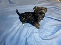 Alfred  Lydia #1, a male Chihuahua for sale in Seminole, OK – 2 of 6