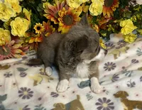 Brian ( Olivia C #1), a male Chihuahua for sale in Seminole, OK – 3 of 6