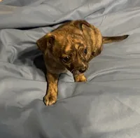 Abigail Lydia #4, a female Chihuahua for sale in Seminole, OK – 2 of 6