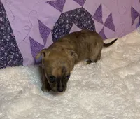 Abigail Lydia #4, a female Chihuahua for sale in Seminole, OK – 6 of 6