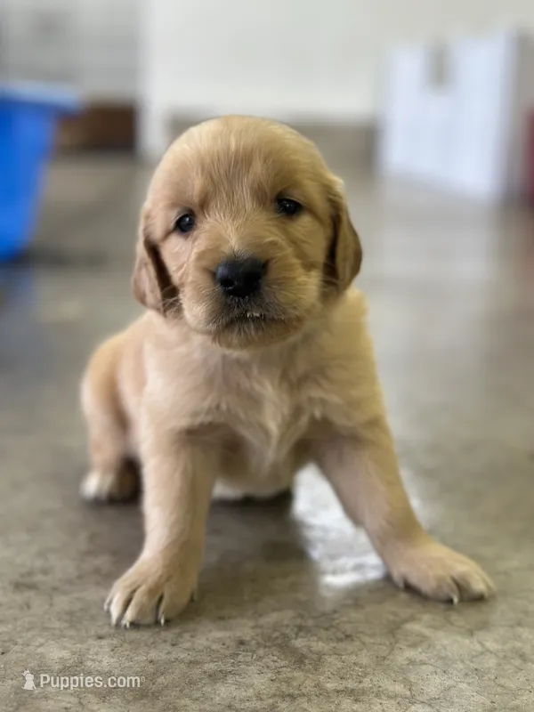 Dark blue  – Golden Retriever puppy for sale in Atkinson, IL