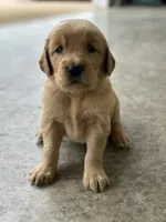 Light blue , a female Golden Retriever for sale in Atkinson, IL – 1 of 2