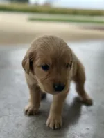 Brown , a male Golden Retriever for sale in Atkinson, IL – 2 of 2