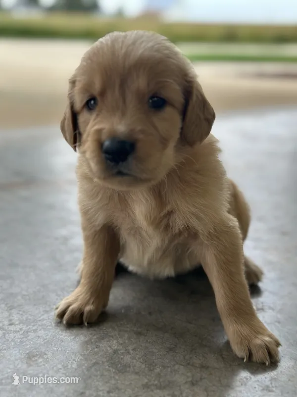 Brown  – Golden Retriever puppy for sale in Atkinson, IL