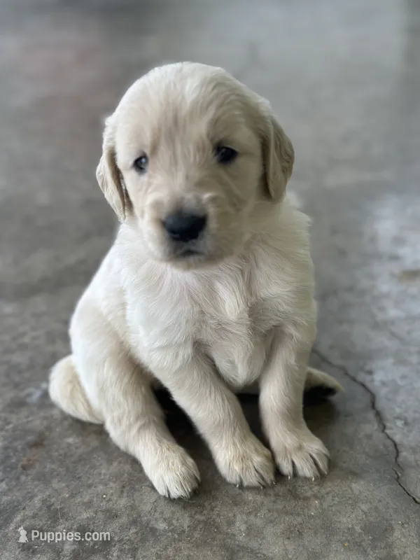 Pink – Golden Retriever puppy for sale in Atkinson, IL