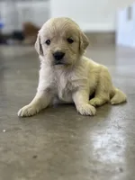 Purple, a male Golden Retriever for sale in Atkinson, IL – 2 of 2