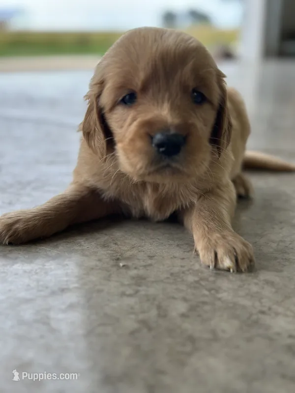 Orange  – Golden Retriever puppy for sale in Atkinson, IL