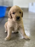 Dark blue , a female Golden Retriever for sale in Atkinson, IL – 2 of 2