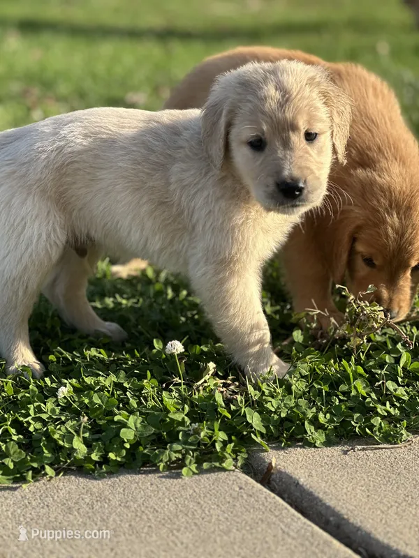 Purple – Golden Retriever puppy for sale in Atkinson, IL