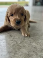 Orange , a female Golden Retriever for sale in Atkinson, IL – 2 of 2