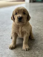 Light blue , a female Golden Retriever for sale in Atkinson, IL – 2 of 2