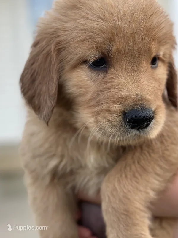 Green – Golden Retriever puppy for sale in Atkinson, IL