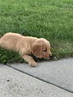 Orange , a female Golden Retriever for sale in Atkinson, IL – 1 of 1