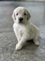 Pink, a female Golden Retriever for sale in Atkinson, IL – 2 of 2
