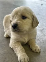 Yellow, a female Golden Retriever for sale in Atkinson, IL – 2 of 2
