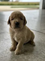 Green, a male Golden Retriever for sale in Atkinson, IL – 2 of 2
